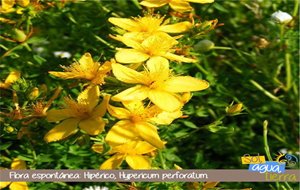 Flora Espontánea De Asturias: Hipérico, Hypericum Perforatum
