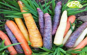 
ensalada Multicolor De Zanahorias
