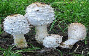 Caldeirada De Coprinus Comatus
