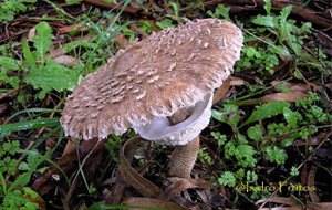 Macrolepiota Procera: Identificación, Limpieza, Culinaria...
