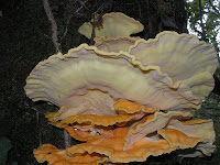 Laetiporus Sulphureus En Salsa
