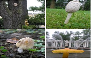 Guiso De Ternera Con Boletus Al Estilo De Rostov
