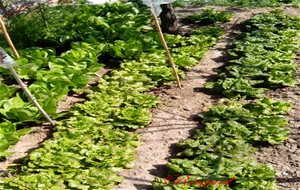 Ensalada Del Huerto