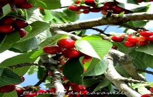 Licor De Cerezas