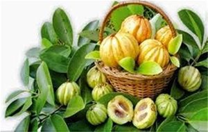 Cómo Bajar De Peso, La Garcinia Cambogia
