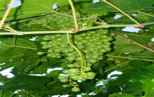 Uvas En Conserva