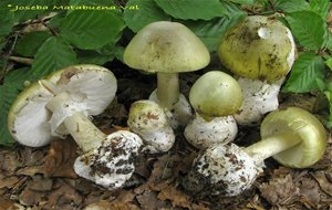 Amanita Phalloides. 
