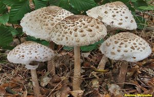 Macrolepiota Procera: Identificación, Limpieza, Culinaria...
