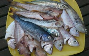 Limpieza Segura Y Observaciones A Tener En Cuenta Con Los Pescados
