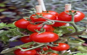 Tomates Cherry En Conserva
