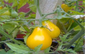 Mermelada De Tomate Bombilla Amarilla
