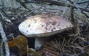 Rabas De Boletus 
