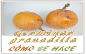 Germinar Granadilla O Fruta De La Pasión. 
