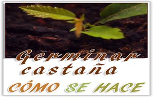 Germinar Castañas En Casa
