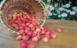 Mermelada De Ciruelas (panificadora De Lidl)
