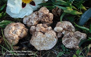 Terfezias O Criadillas De Monte
