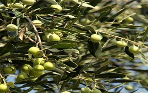 La Importancia De Un Buen Aceite En Las ensaladas