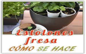 Reproducción De Fresas Por Estolones
