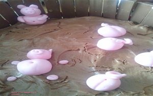 Tarta De Cerditos Bañándose En El Barro.
